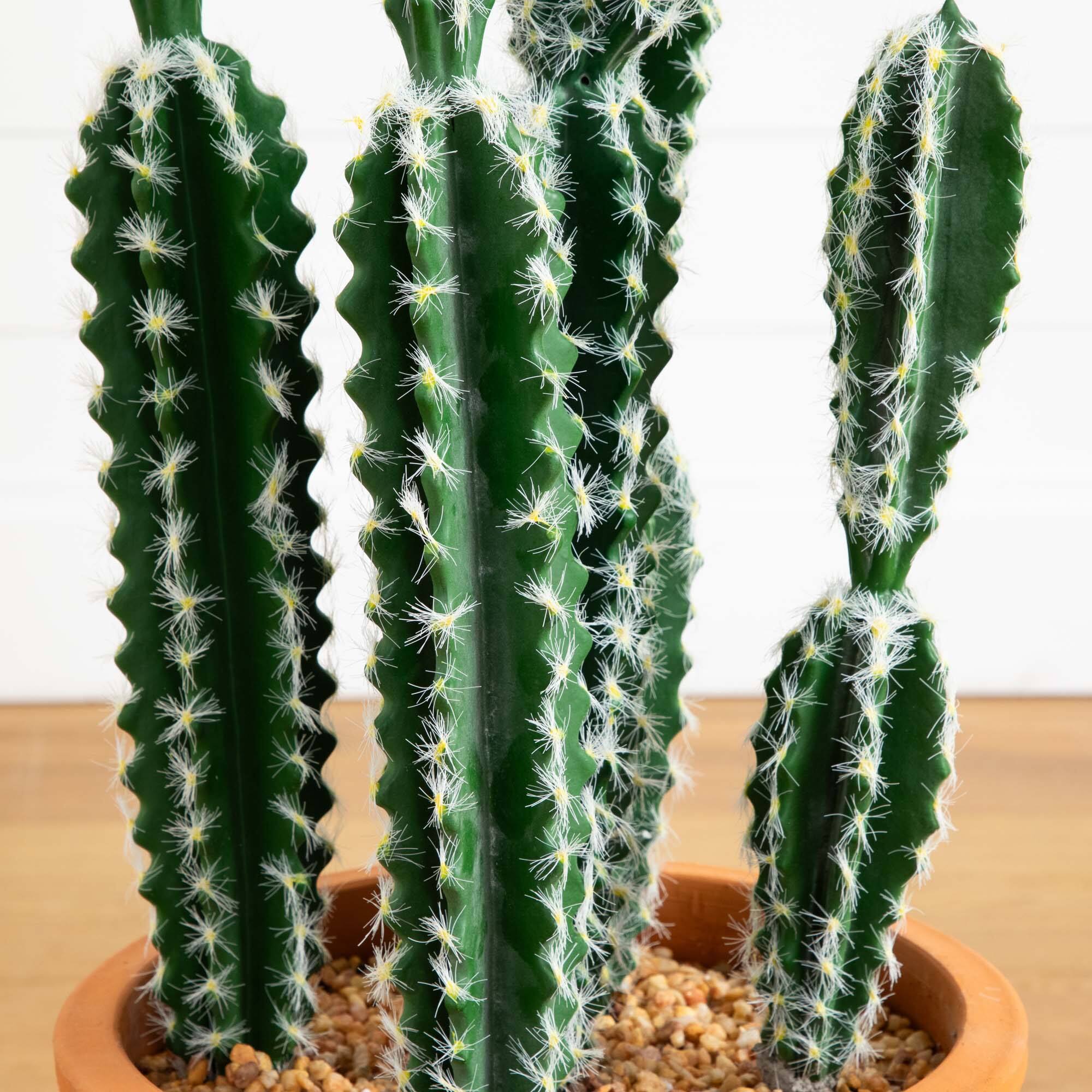 3ft. Cactus in Terracotta Planter